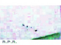 /album/ufo-siracusa-16-marzo-2016-analisi-foto-e-video-alien-presence-research-a-p-r/acquisizione-a-schermo-intero-17032016-004109o-jpg/